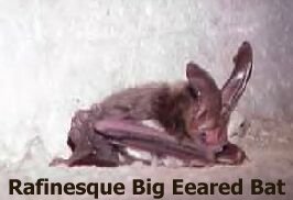 Rafinesque Big Eared Bat