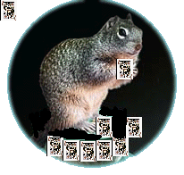 squirrely cards