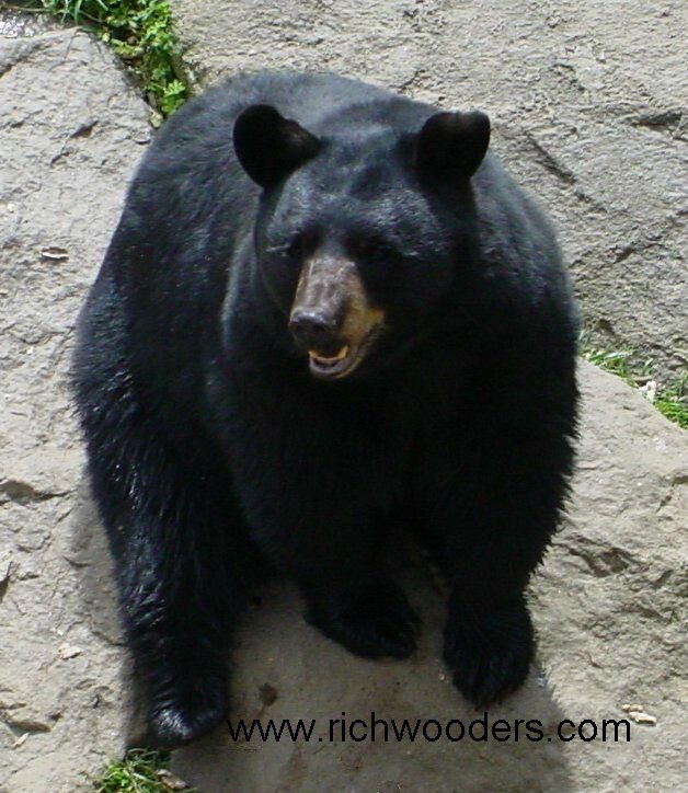Black bears are generally solitary animals.