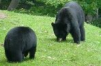 Click on black bear cubs Photo for enlargement