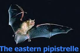 Eastern Pipistrelle 