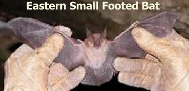Eastern Small Footed Bat