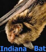 Indiana Bat 
