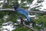 Rocky Mountain bluebird
