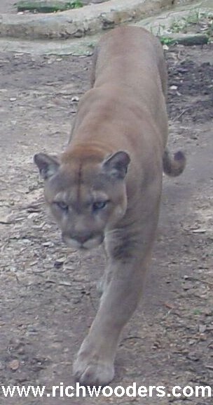 Mountain Lion or Cougar