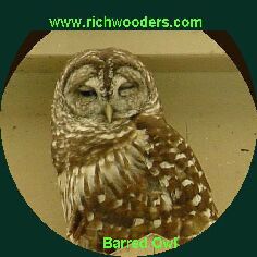 Barred-Owls