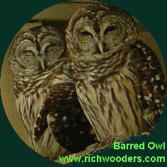 Barred-Owls