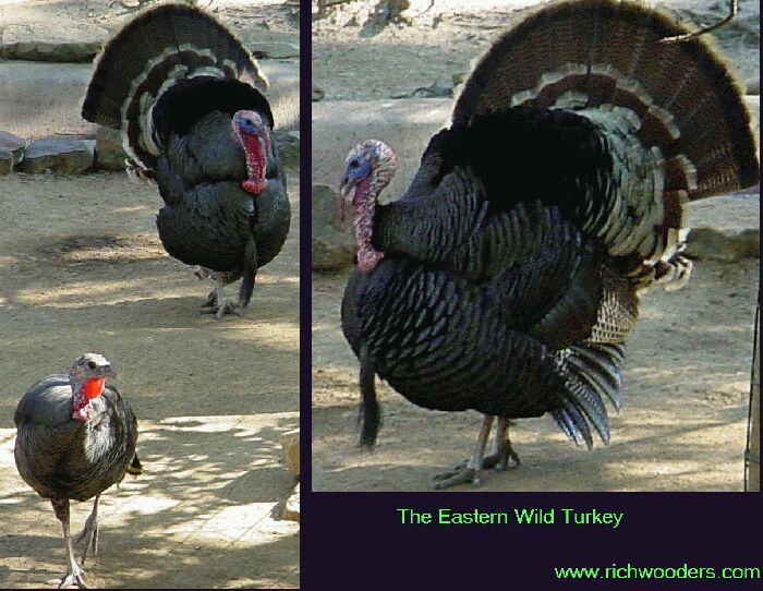 The Eastern Wild Turkey