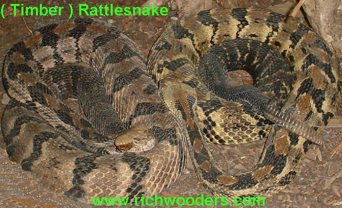 Timber Rattlesnake