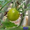 Yellow tomato bugs