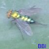 Small green and yellow two-winged fly