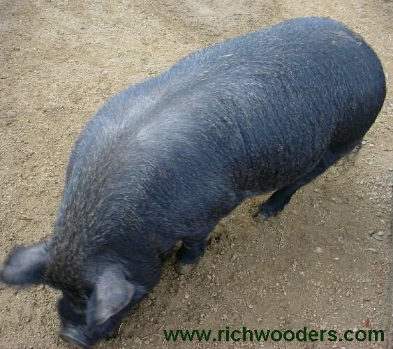 Pig, West Virginia