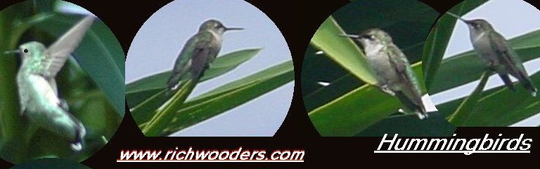 Hummingbird-logo