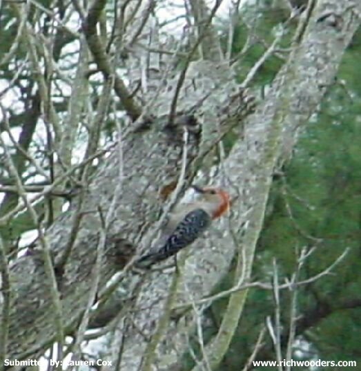 West Virginia Red-bellied Woodpecker