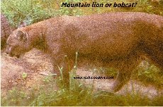Mountain lion or a big Bobcat.