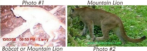 Mountain Lion or Bobcat