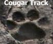 Mountain Lion or cougar track