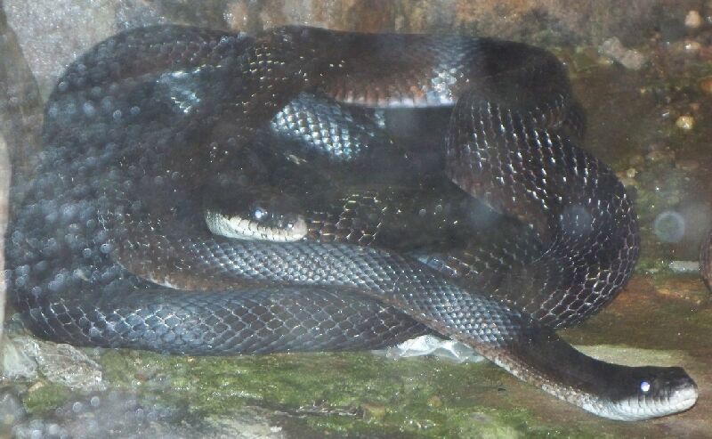 Black Rat Snakes