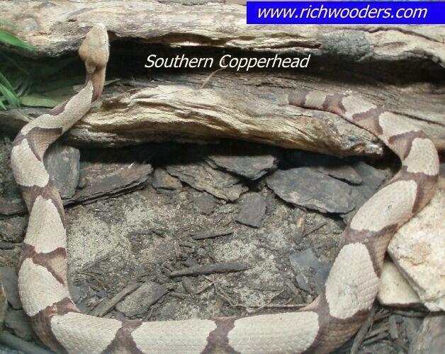 Southern Copperhead 