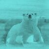 Polar Bear, powerful swimmers