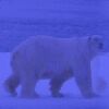 Polar Bear, the world's largest predator found on land.