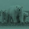 Polar Bears, native to the Arctic Ocean