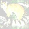 Ringtail Cat