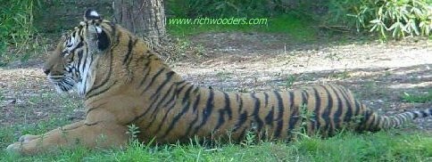 Tiger find a home in West Virginia